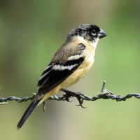 Morelet's Seedeater